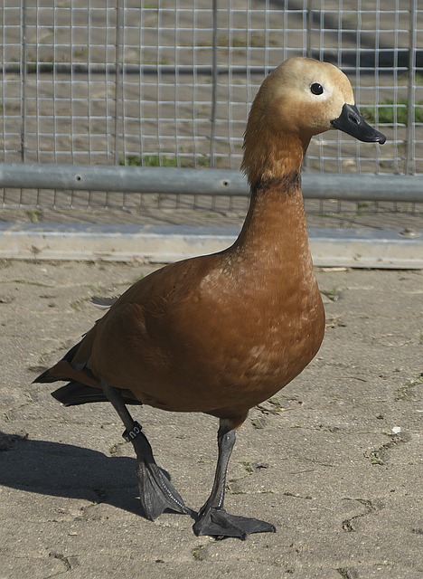 促进细胞修